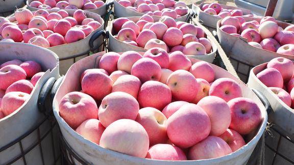 乳山苹果上市了吗最近新闻乳山市金果食品股份有限公司官网-第1张图片-太平洋在线下载